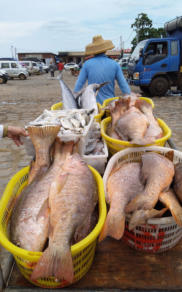 湛江外羅漁港大紅魚豐收。彭鎮(zhèn)強 攝