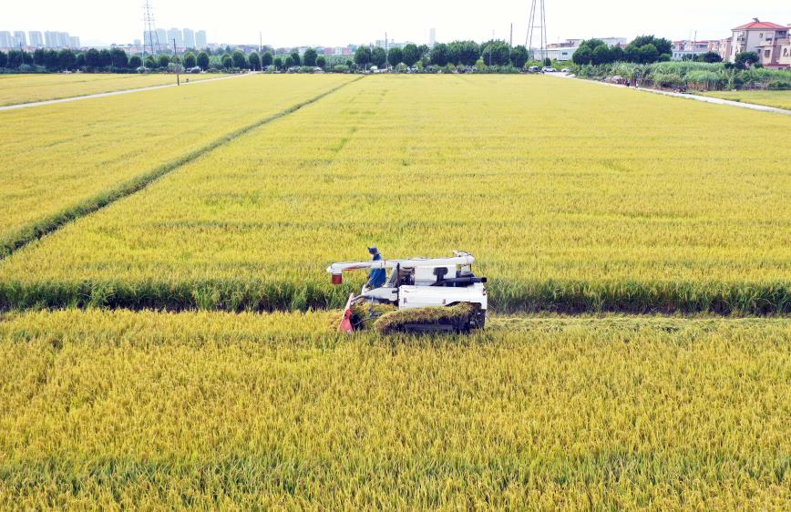 11月1日，在廣州市南沙區(qū)東涌鎮(zhèn)石基村，660畝絲苗型優(yōu)質(zhì)香稻品種從播種到收割實(shí)現(xiàn)全程機(jī)械化。劉偉 攝