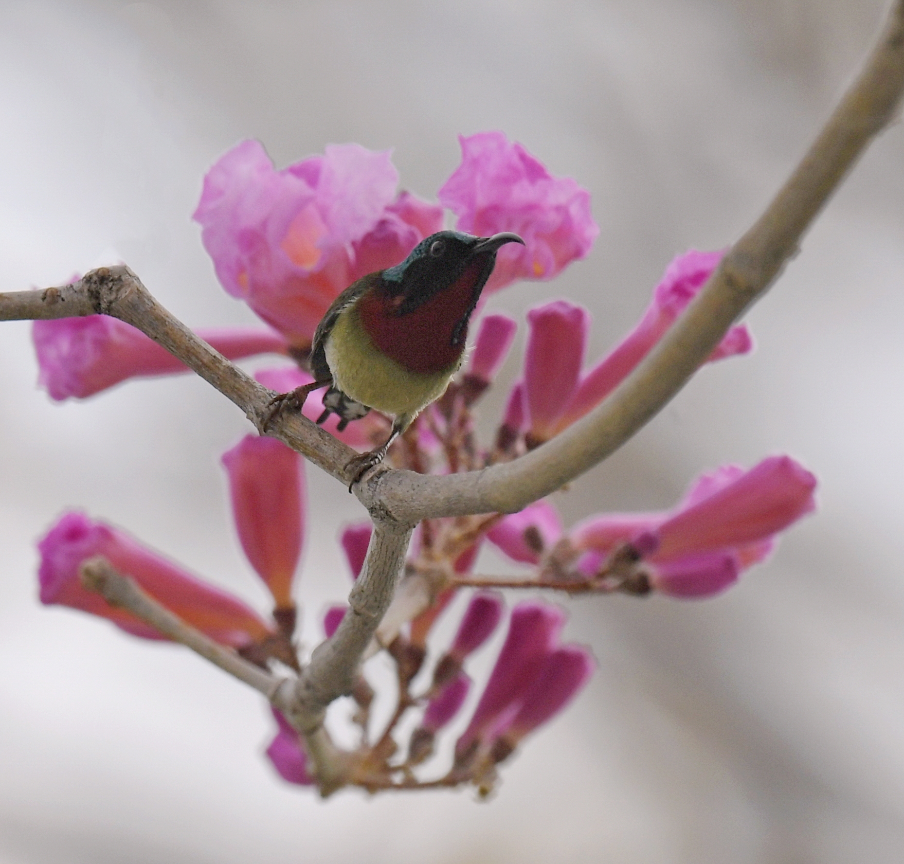 太陽鳥體型纖細(xì)，性情活潑。陳虹敏 攝