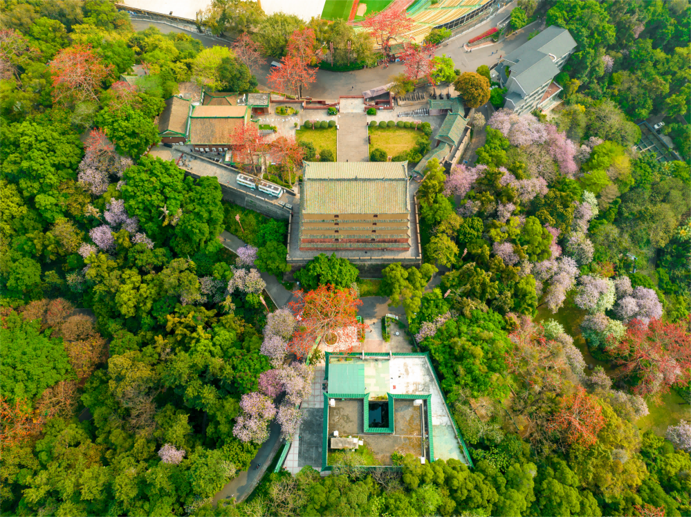 廣州市越秀公園越秀山鎮(zhèn)海樓木棉花開，春潮涌動。鐘涌 攝