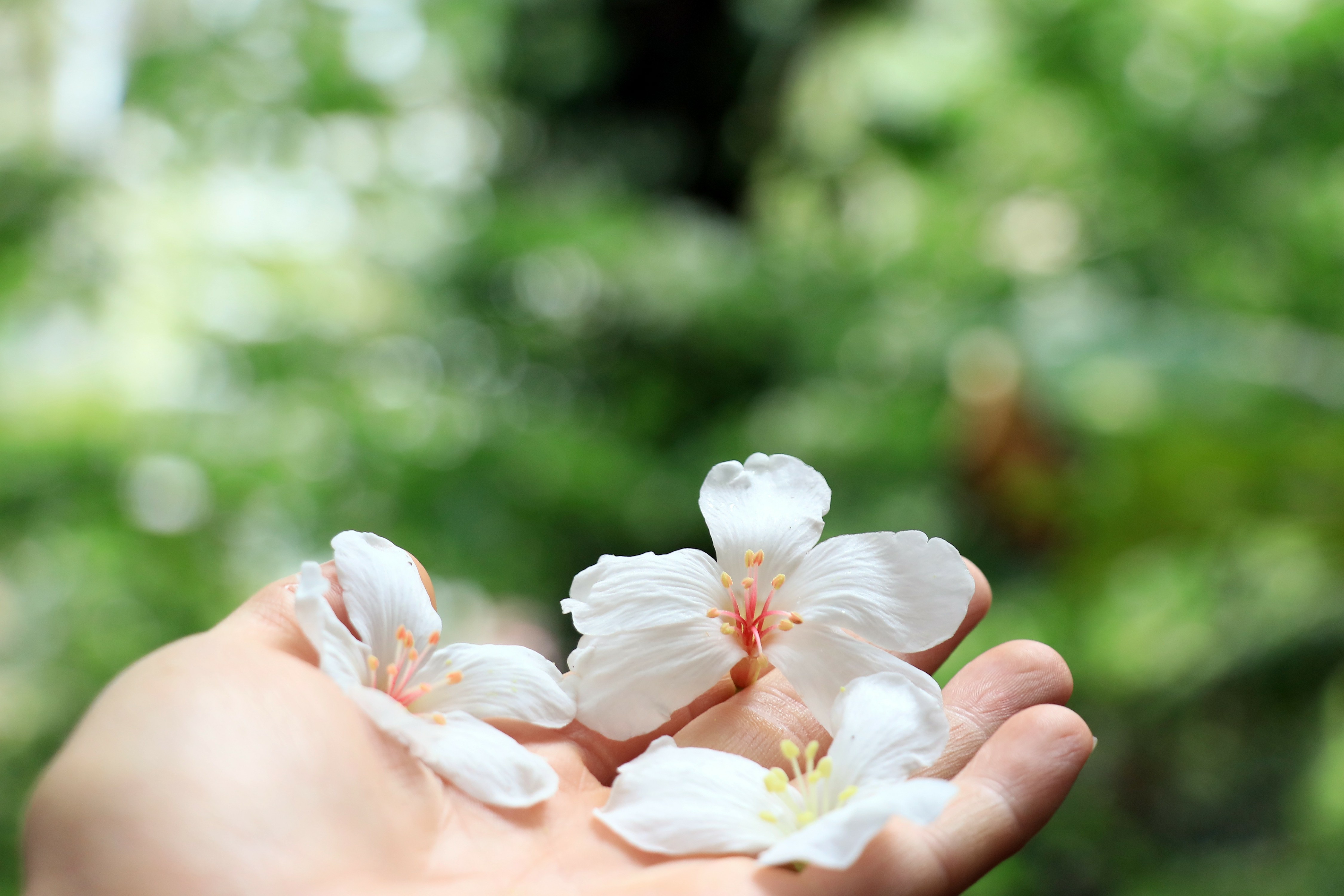 油桐花為湖畔美景增添靈動氣息。施悅謀 攝