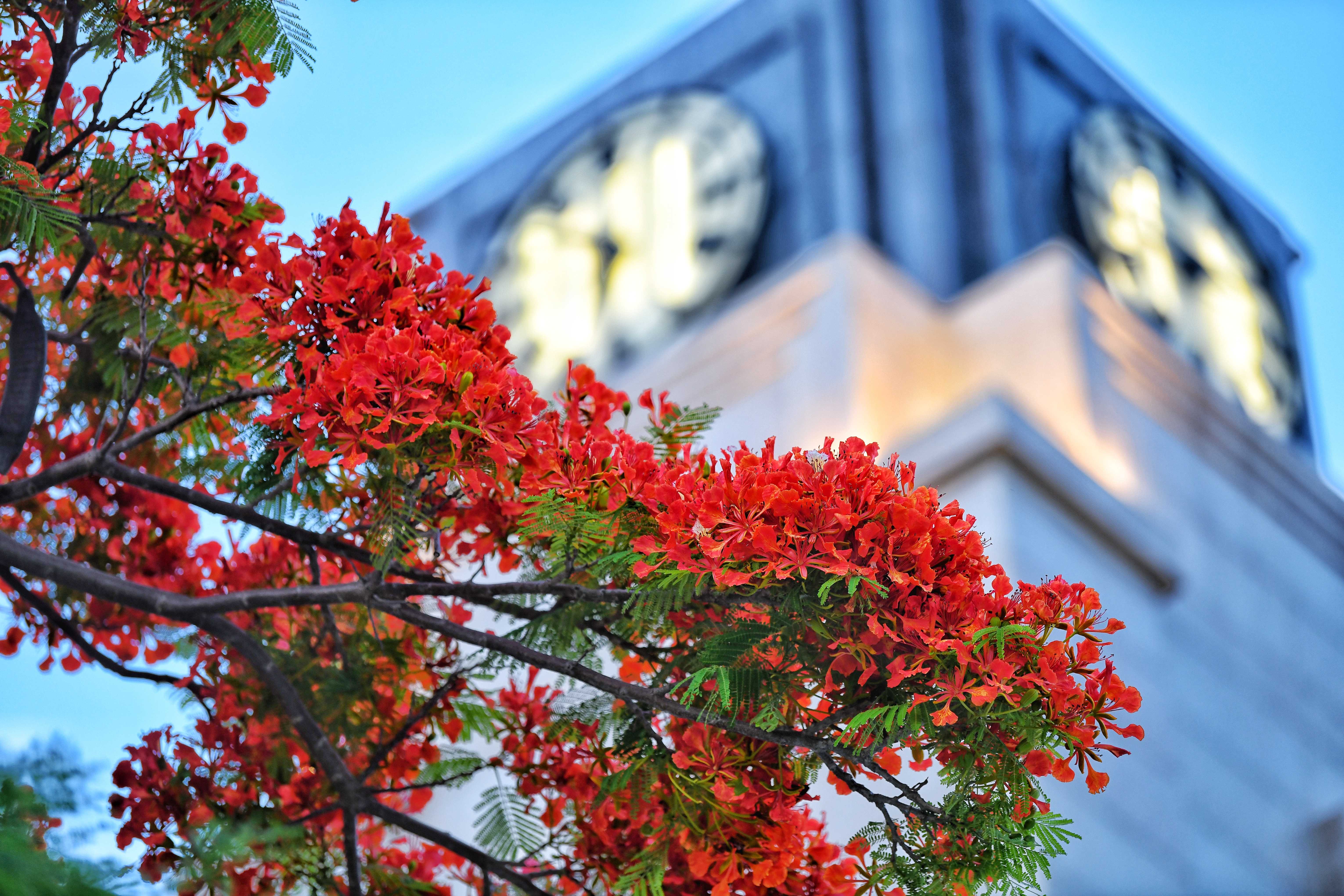 畢業(yè)季再次到來(lái)，在廣東省汕頭市街頭，火紅的鳳凰花迎風(fēng)開(kāi)放。宮志兵 攝