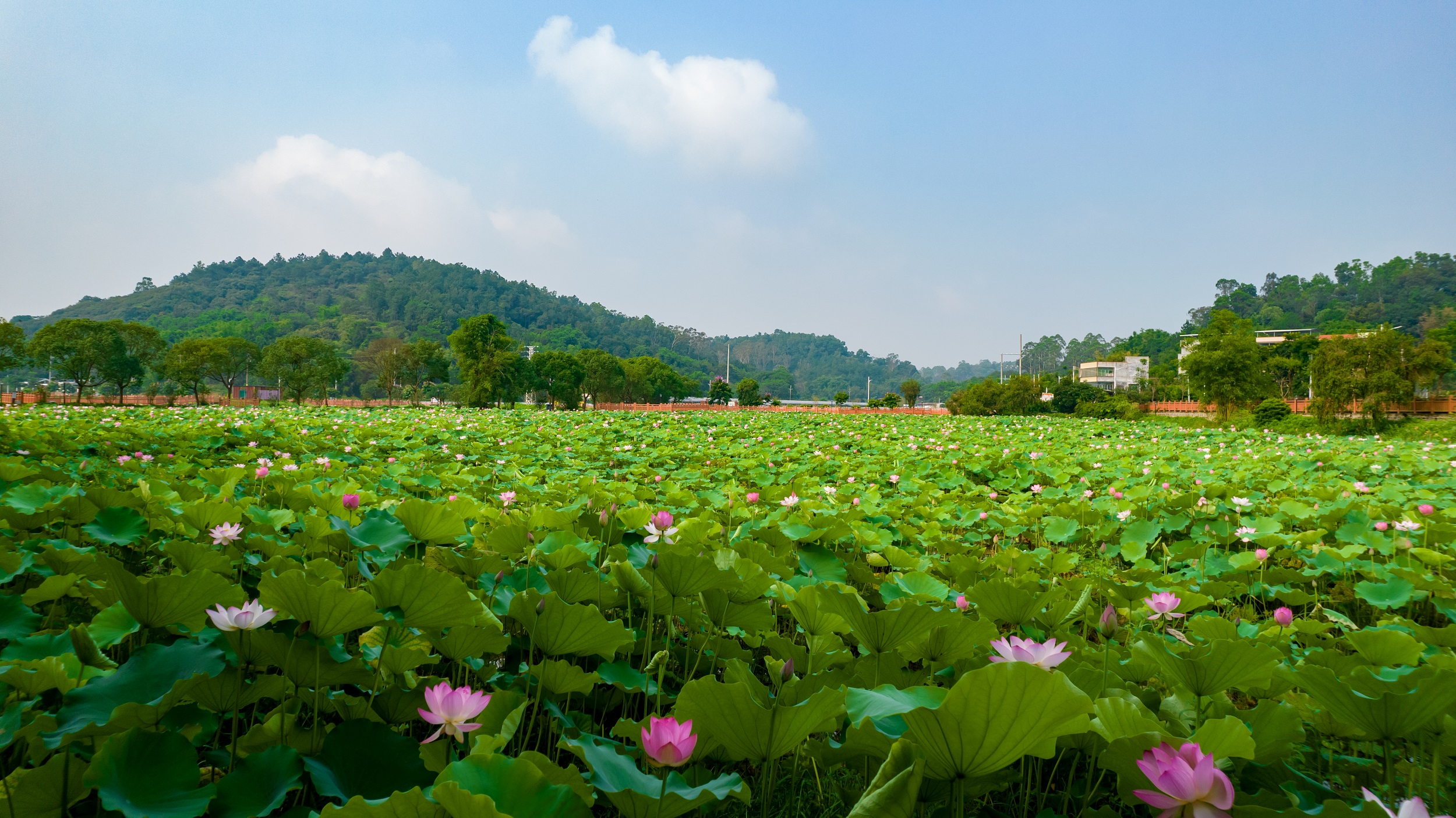 增城區(qū)蓮塘村內(nèi)滿塘盛放的荷花。羅漢果 攝