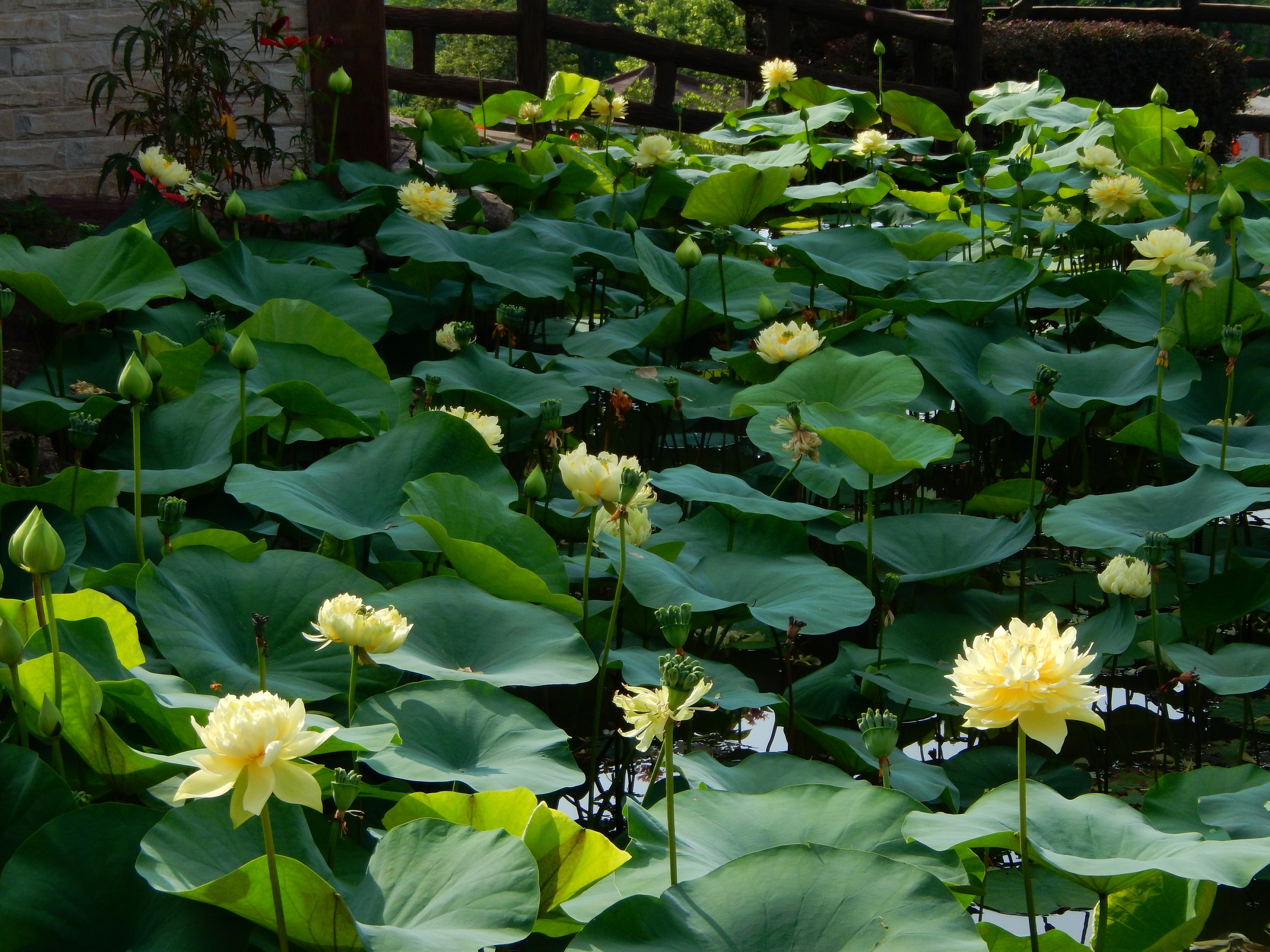 滿池盛放的黃色荷花。廣州蓮花山旅游區(qū)供圖