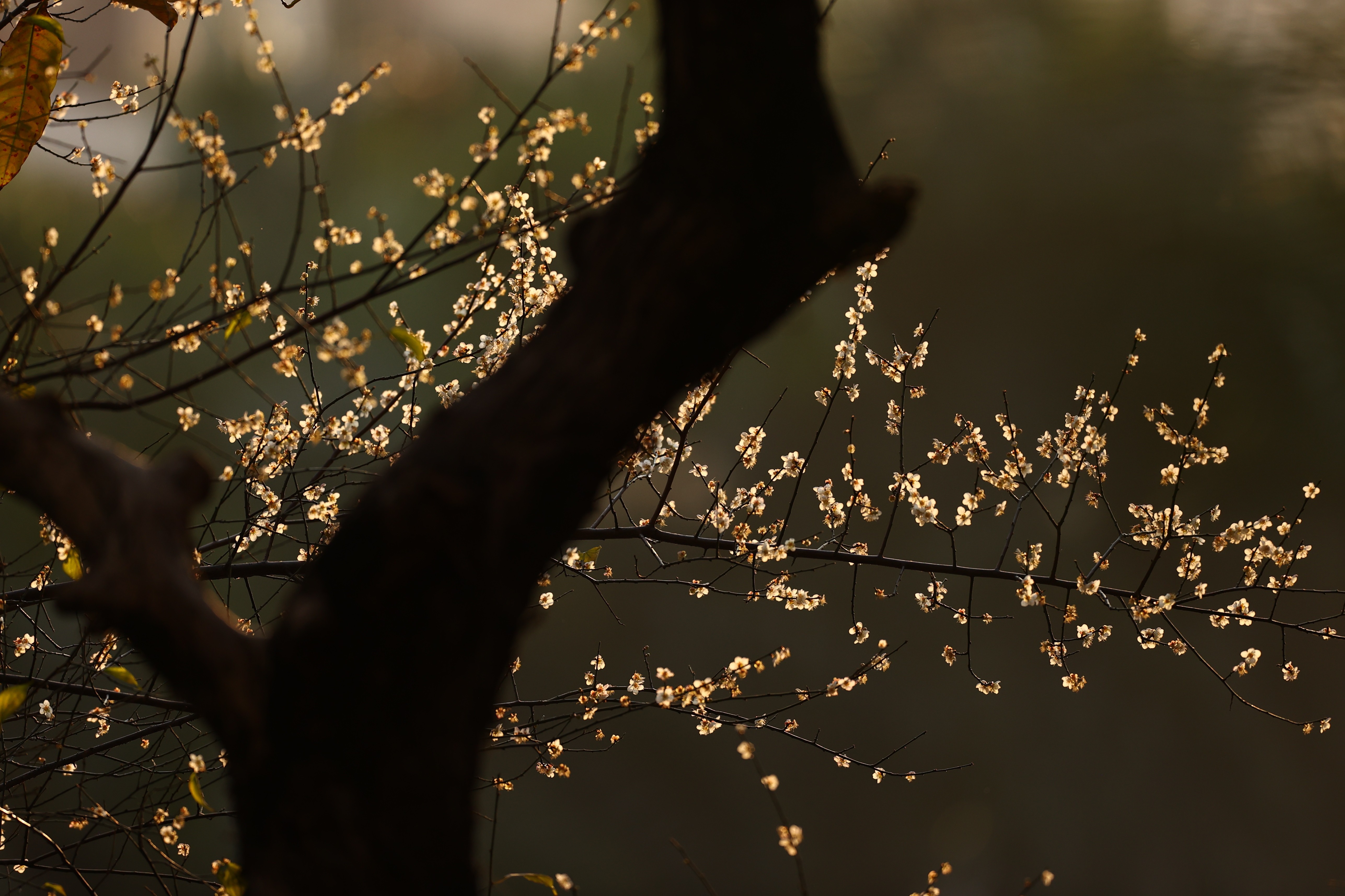 梅花村街道，逆光下的梅花，星星點(diǎn)點(diǎn)。孫偉生攝