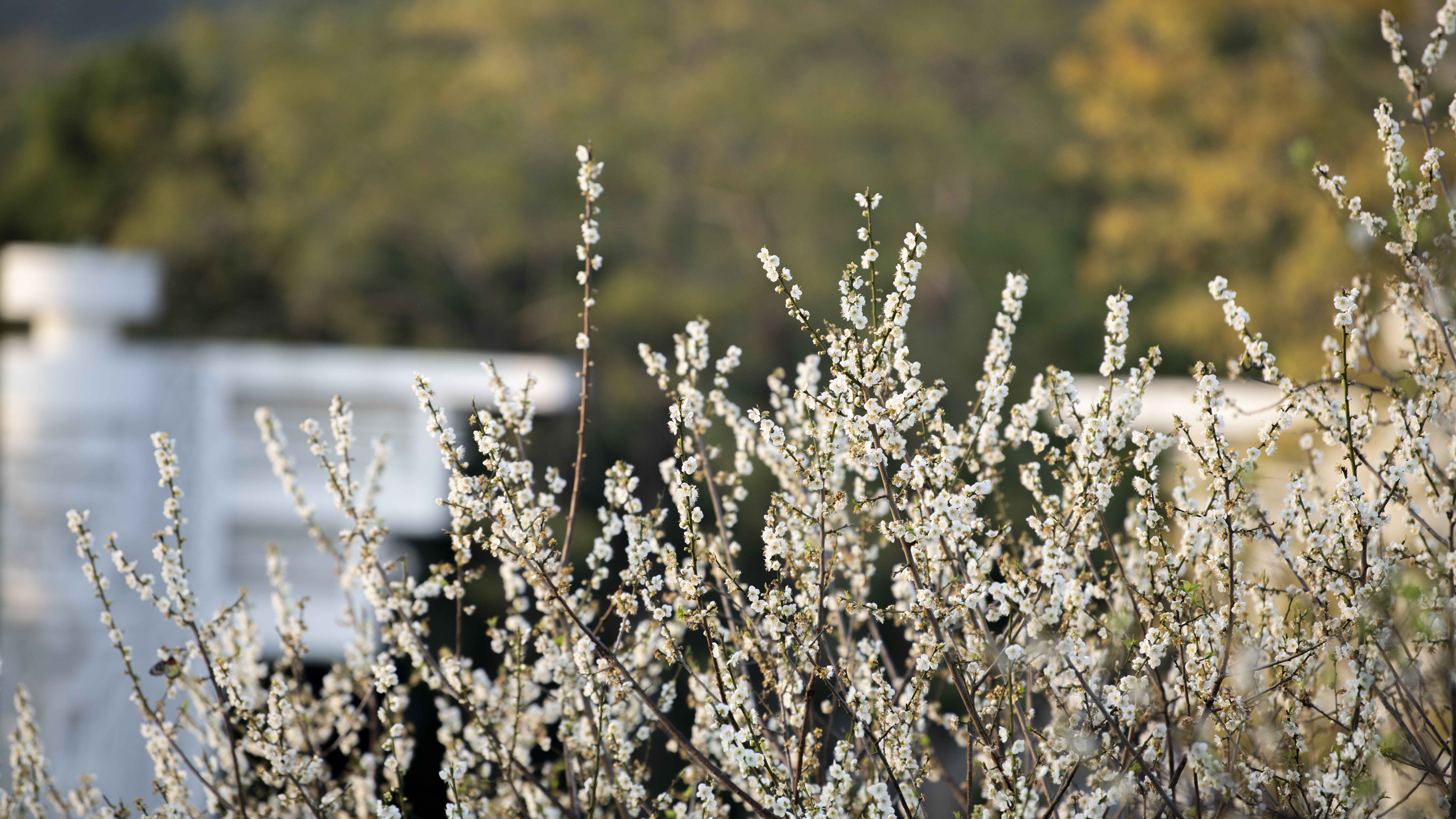 蘿崗香雪公園，探梅、賞梅需及時(shí)。丘金華攝