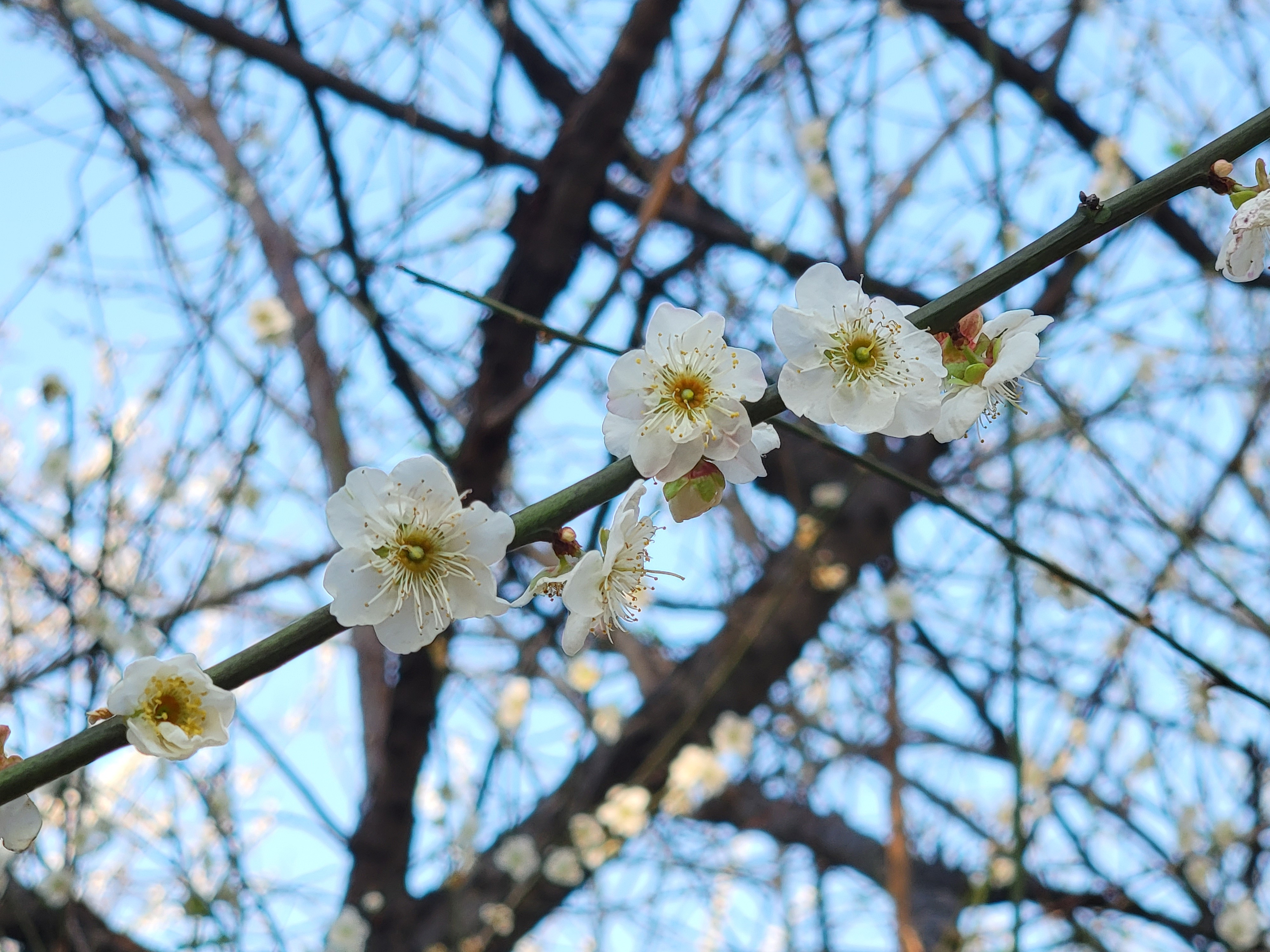 蘿崗香雪公園，梅花在藍(lán)天的映襯下，越發(fā)如雪如霜。秦圣凱攝