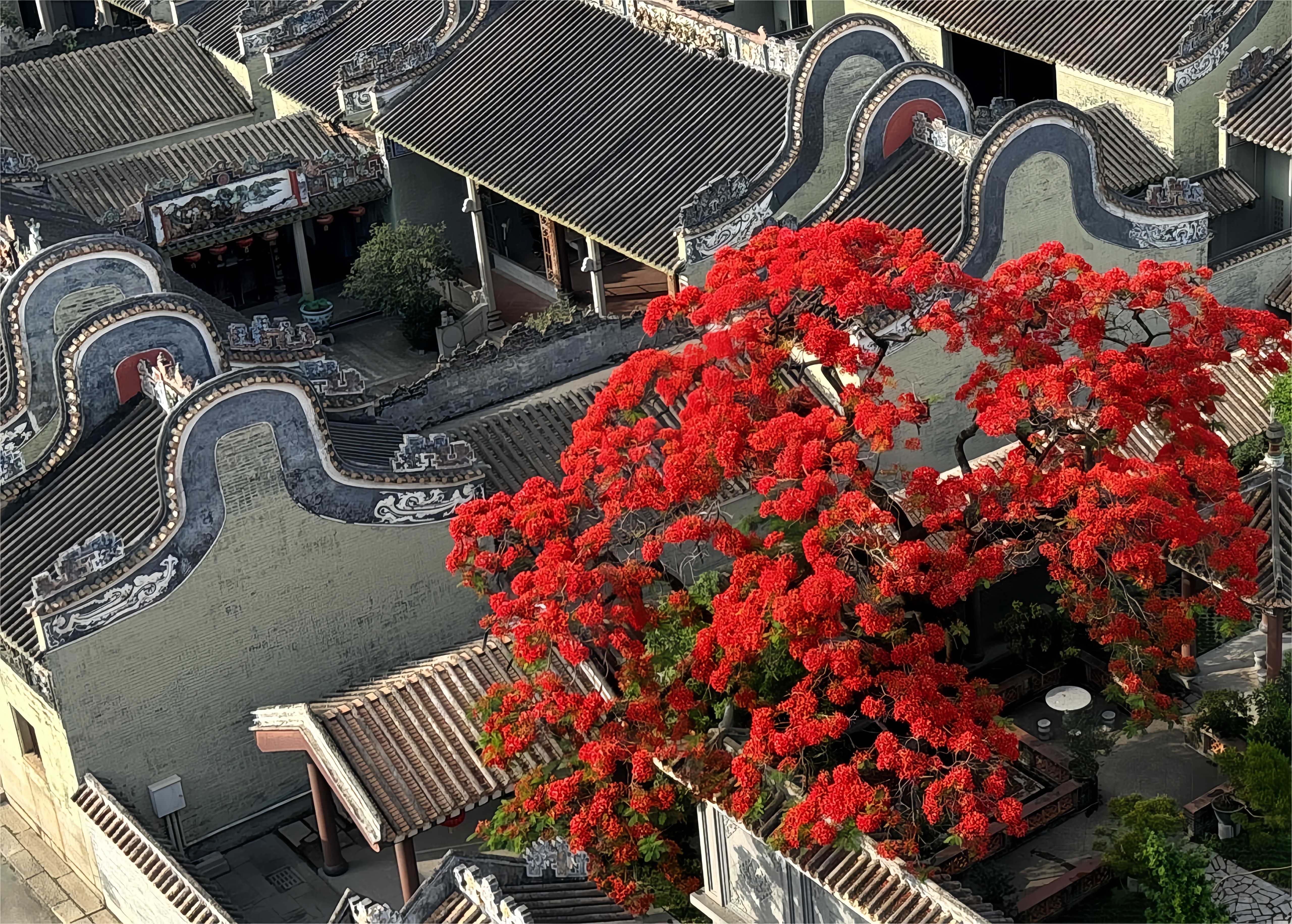 火紅的鳳凰花與青磚鑊耳的嶺南古祠交相輝映。何善福攝