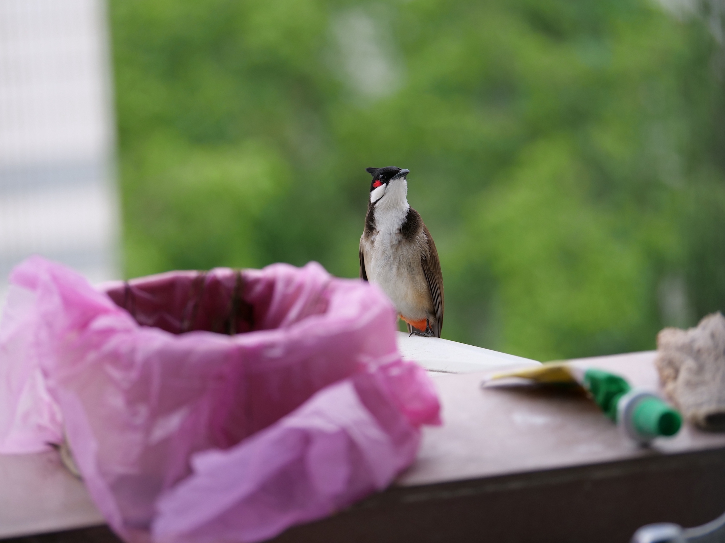 出現(xiàn)在宿舍陽(yáng)臺(tái)上的紅耳鵯。華南農(nóng)業(yè)大學(xué)供圖