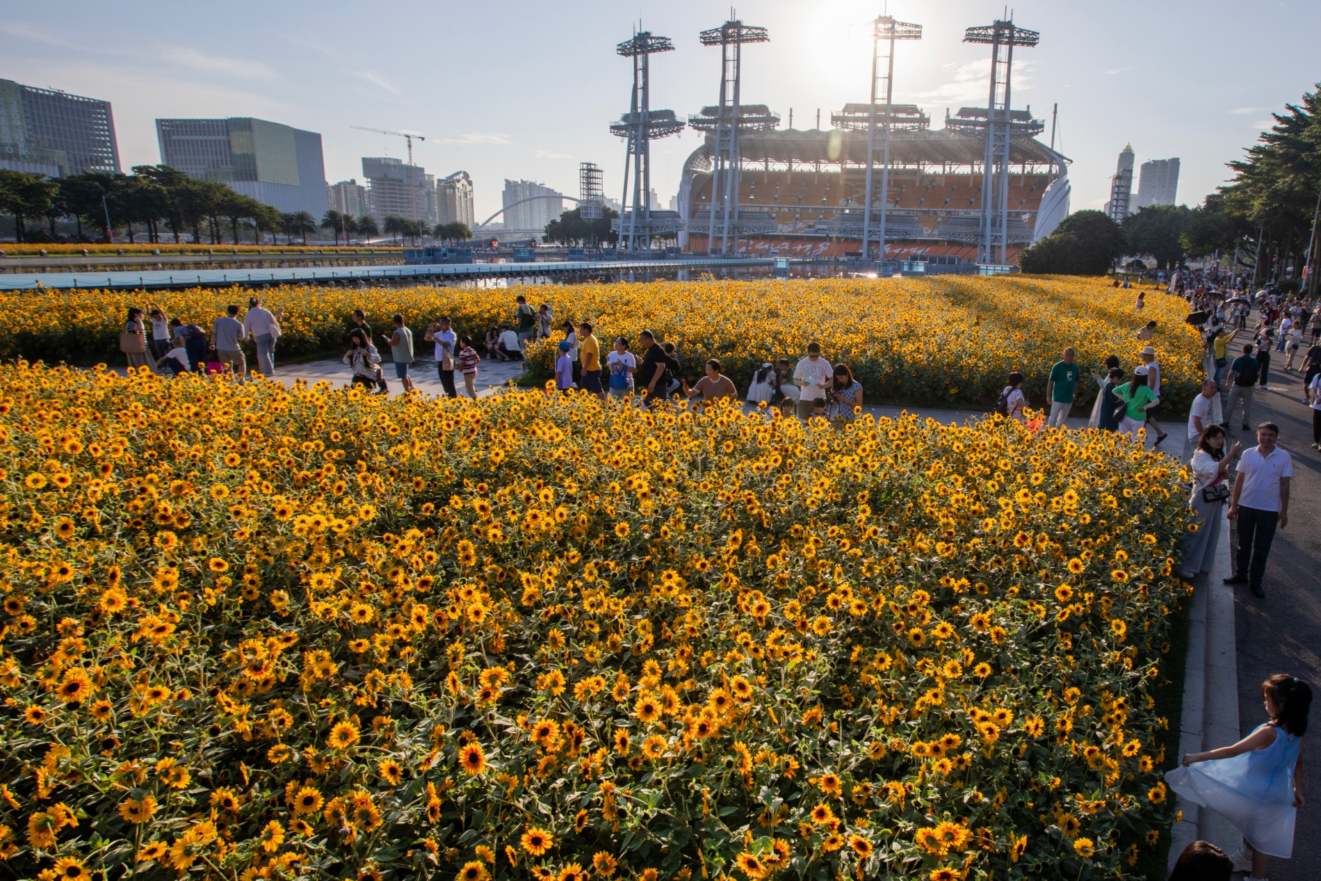 國慶假期，在廣州市海心沙亞運(yùn)公園，向日葵花海吸引市民游客打卡拍照。陳志強(qiáng)攝